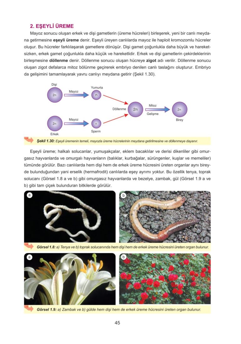 10. Sınıf Biyoloji Tuna Matbaacılık Yayınları Sayfa 45 Cevapları ...