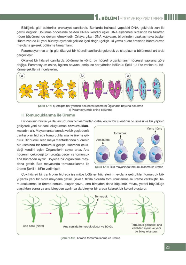 10. Sınıf Biyoloji Ders Kitabı Pasifik Yayınları Sayfa 29 Cevapları ...