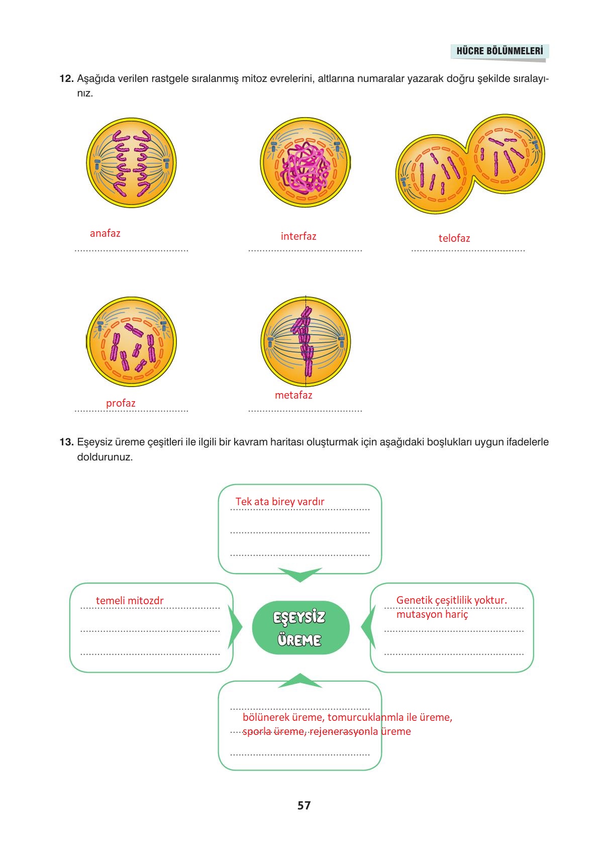 10. Sınıf Dörtel Yayınları Biyoloji Ders Kitabı Sayfa 57 Cevapları