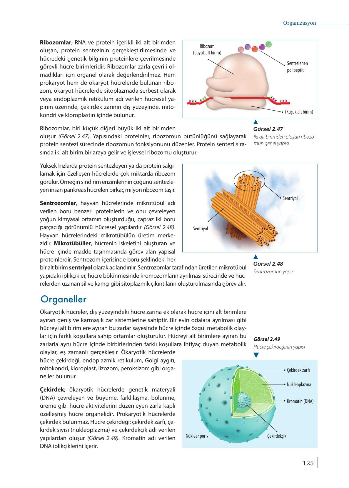 9. Sınıf Meb Yayınları Biyoloji Ders Kitabı Sayfa 125 Cevapları