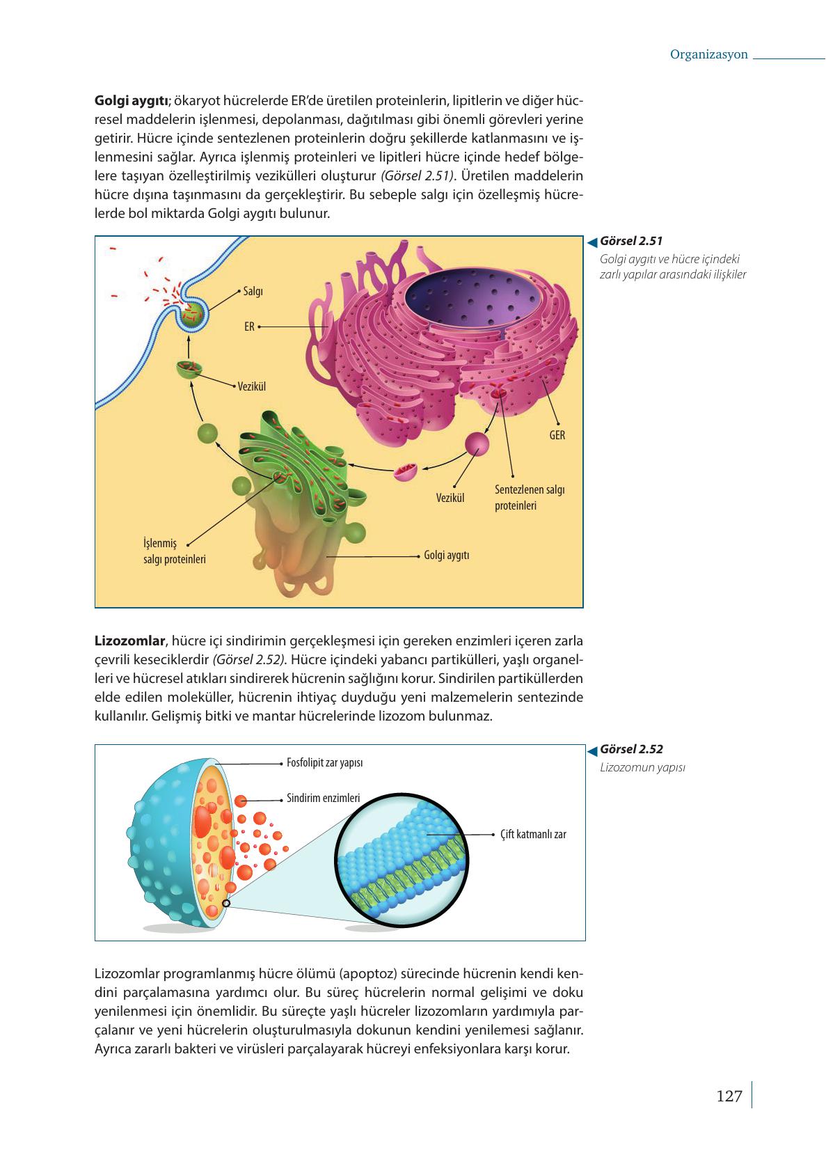 9. Sınıf Meb Yayınları Biyoloji Ders Kitabı Sayfa 127 Cevapları