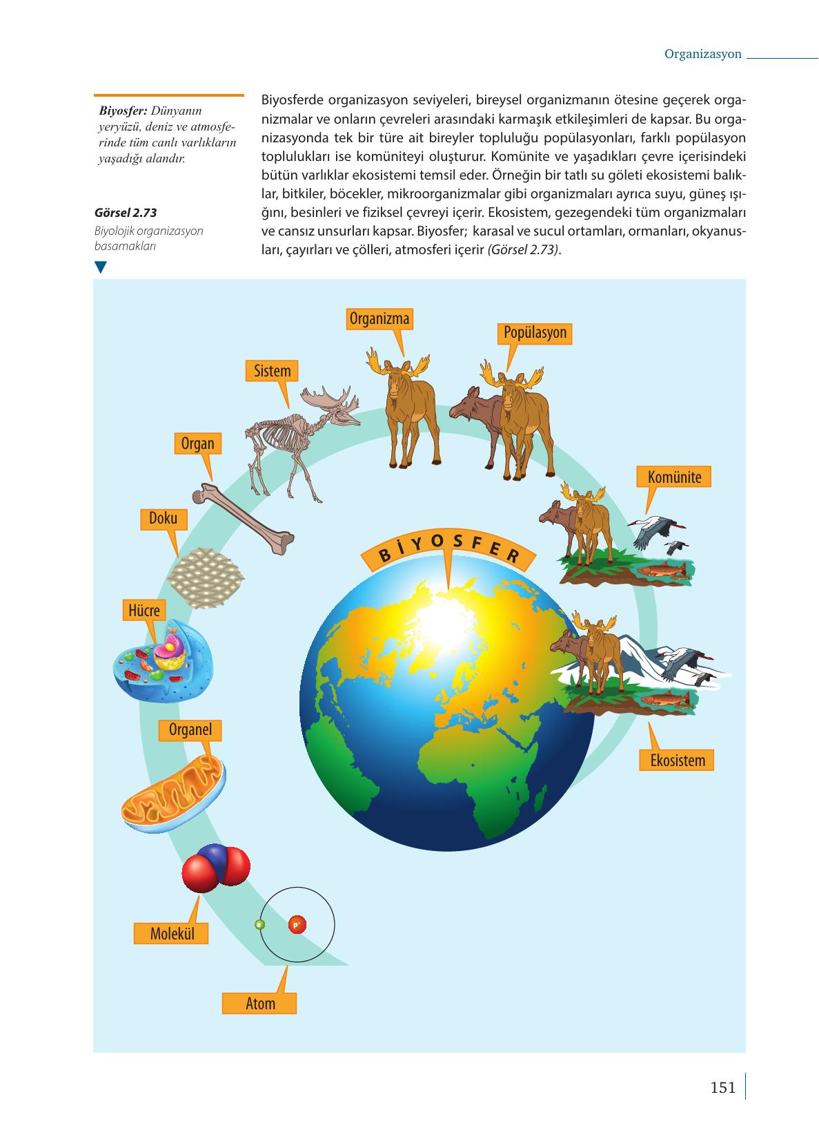 9. Sınıf Meb Yayınları Biyoloji Ders Kitabı Sayfa 151 Cevapları