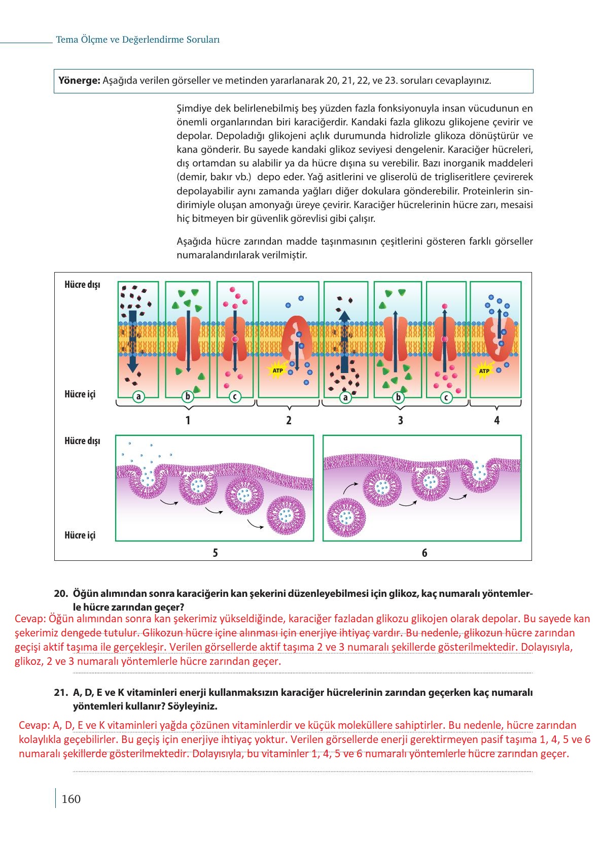 9. Sınıf Meb Yayınları Biyoloji Ders Kitabı Sayfa 160 Cevapları