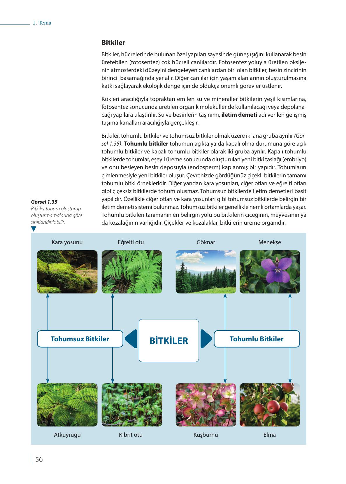 9. Sınıf Meb Yayınları Biyoloji Ders Kitabı Sayfa 56 Cevapları